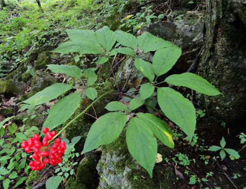 人参原植物是什么样子的 清河澳洋野山参国际交易市场